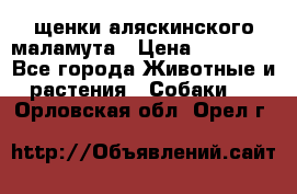 щенки аляскинского маламута › Цена ­ 20 000 - Все города Животные и растения » Собаки   . Орловская обл.,Орел г.